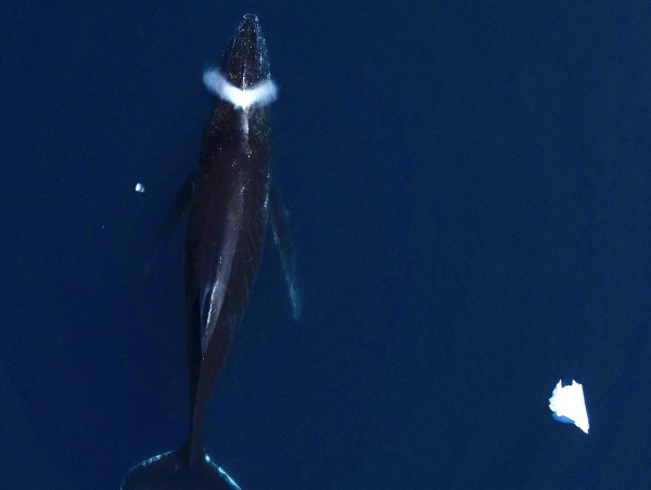 Scientist in awe of Antarctica's beautiful frailty