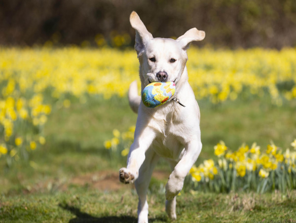  Guide dogs and puppies get hunting for Easter eggs 