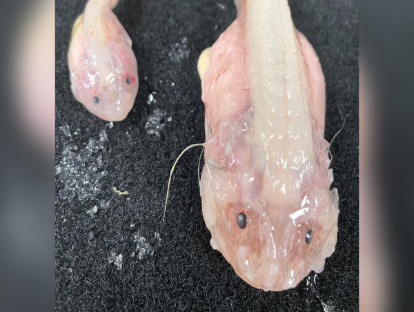  WA scientists help to find 'deepest fish ever caught' 