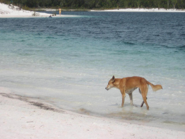 Dingo attacks young girl swimming in Fraser Island
