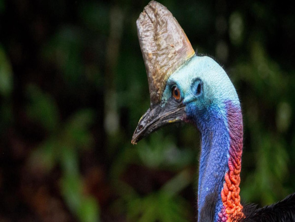 Cassowaries critical in spreading native seeds