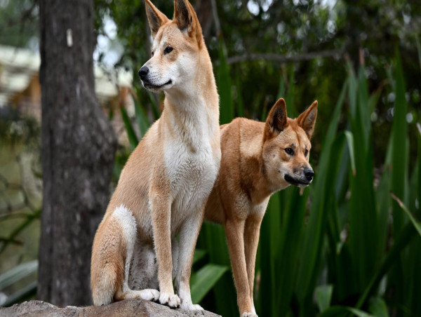  Animals and plants help highlight connection to country 