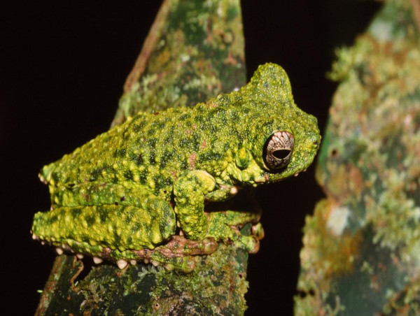  Aussie scientists name 'amazing' new tree frog species 