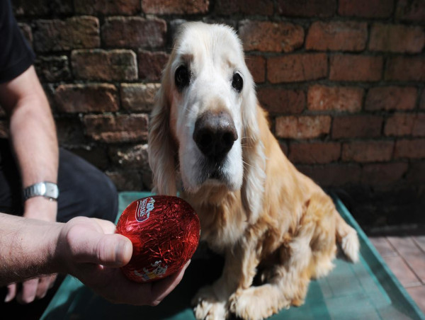  Furry friends warned to stay away from Easter treats 