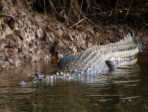  Croc search continues following north Queensland attack 