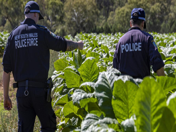 NSW police bust $28 million illicit tobacco plantation 