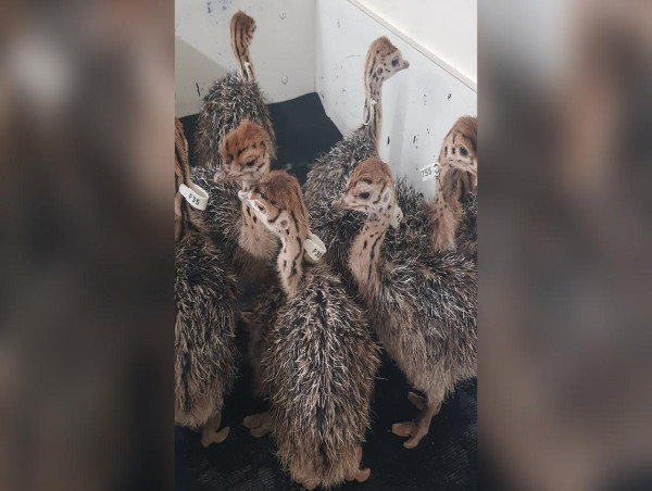 Fears for 20 two-week-old stolen ostrich chicks