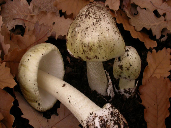 Poisonous mushrooms warning following Easter rain