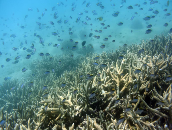  Rubble-loving fish a 'glimmer of hope' for Barrier Reef 