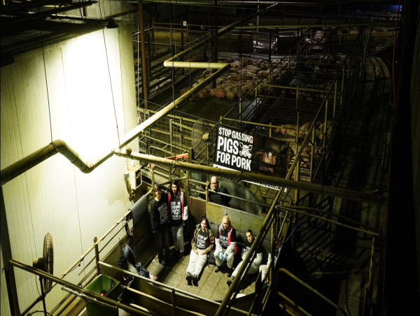 Police called after activists locked inside abattoir