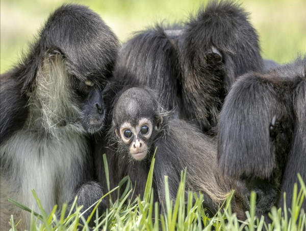  Taronga's cute monkey babies helping save their species 