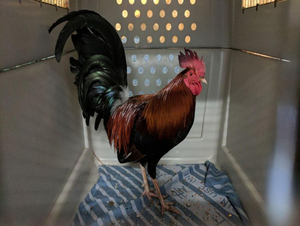  Over 200 roosters seized after cockfight tip-off 