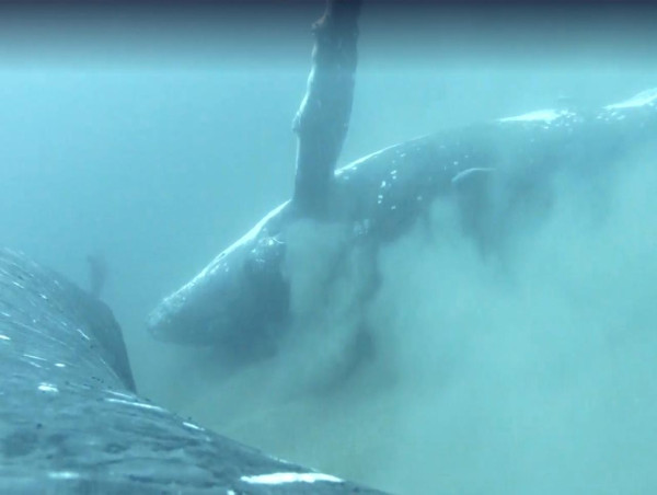  Whales indulge in 'day spa treatments' off Gold Coast 