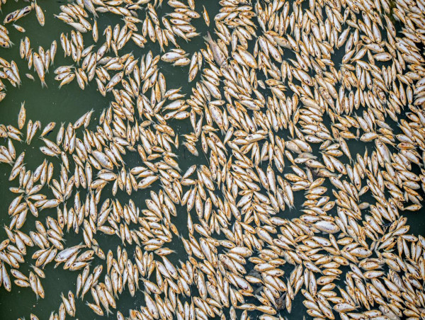  Darling-Baaka fish kill treated as 'pollution incident' 