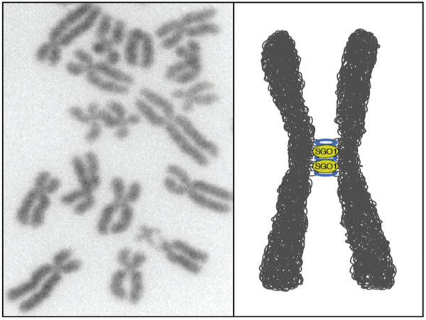  Scientists may finally have answer to how chromosomes get their X-shape 