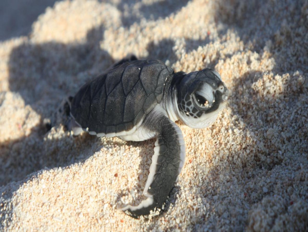  Grave threat to turtles as island hatchery submerges 
