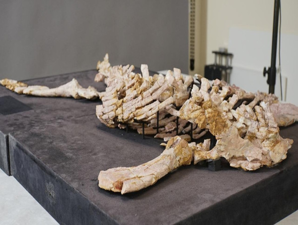 Groundbreaking study reveals dinosaur's last supper