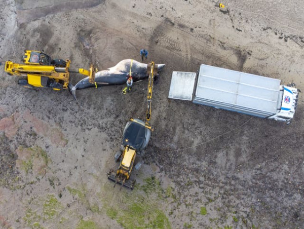  Dead minke whale removed from beach 