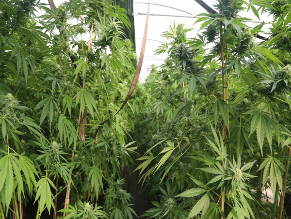  Major cannabis and meth busts at home and abroad 