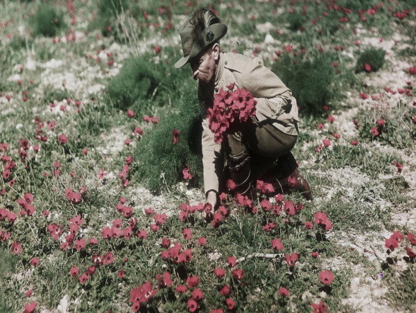 The red poppy's rise as a symbol of remembrance