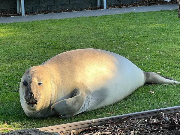 Nap time as Neil the seal returns to Tassie foreshore 