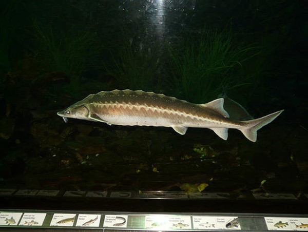  Fossil found of first ‘royal’ sturgeon to have lived in Africa 