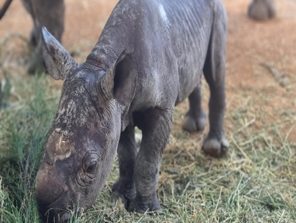  Black rhino birth a true labour of love 