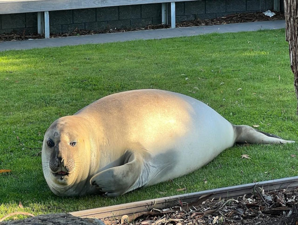  Neil the seal relocated from Tasmanian beach 