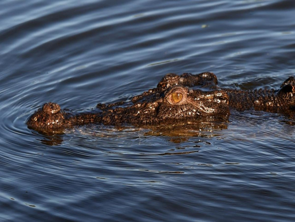  Crocodile attack fears over missing north Qld fisherman 