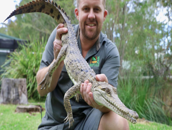  Backyard freshwater crocodile found far away from home 