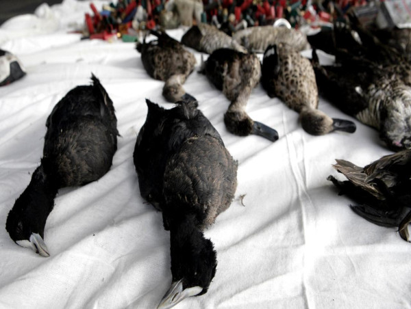  Dead ducks to be dumped outside Vic premier's office 