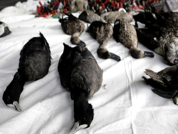  Dead ducks dumped outside Victorian premier's office 