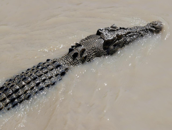  Croc necropsy forms part of search for missing fisher 