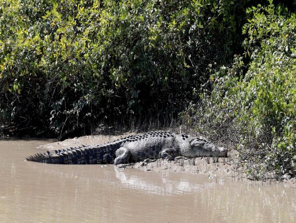  Remains found in croc after missing fisherman search 