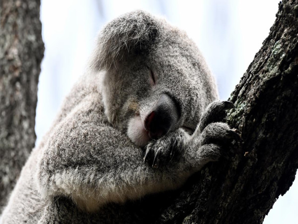 Koala poo clues show marsupial is 'back from the brink'
