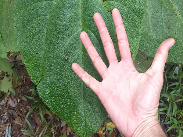 Australian stinging tree injects promise of pain relief