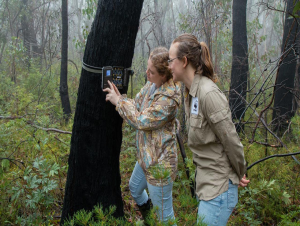  AI shows bushfire-ravaged species back from the brink 
