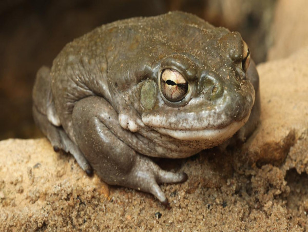  Plants, fungi and animals turning up on the dark web 
