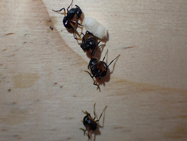  Ant colony can 'play dead' to keep safe 