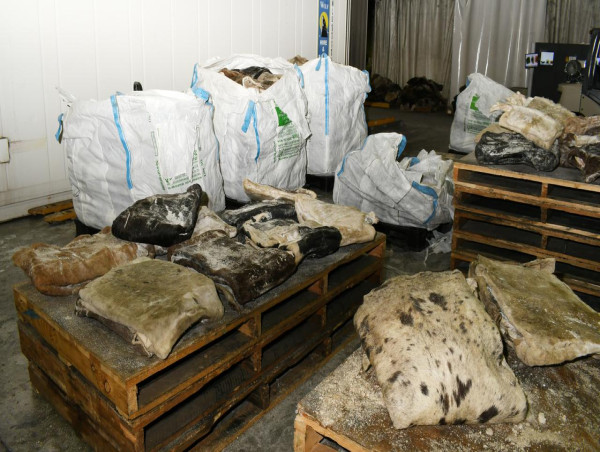 Man jailed for 22 years over mega cowhide meth haul