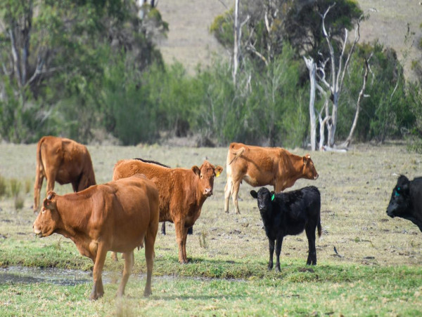  Farmers bracing for bigger biosecurity bill in budget 