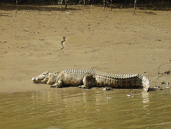  Sonar and barriers among Qld crocodile safety projects 