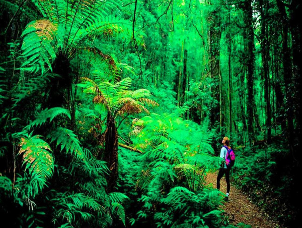  Queensland's ecotourism plans 'poorly defined': report 