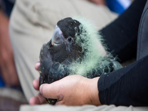  Endangered cockatoo numbers continue to climb 