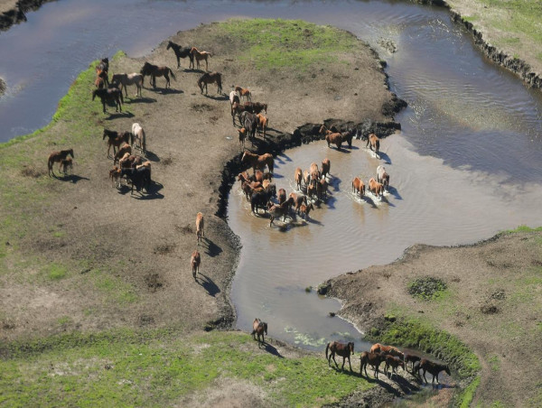  Brumbies plan 'off-track', environment chief concedes 