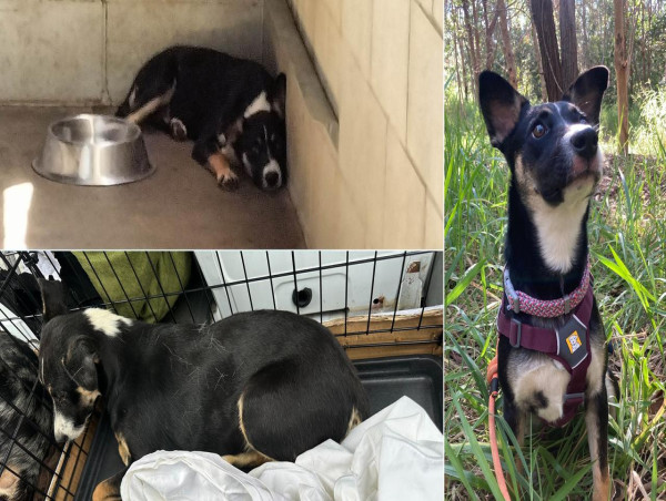  Dogs 'dragged, unable to stand' in NSW country pound 