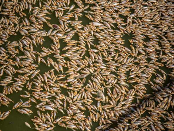 'Frustrated and forgotten': Fish kill failures revealed