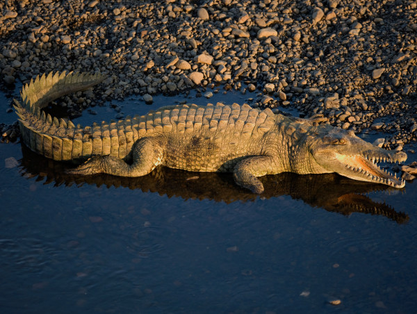 Scientists discover first ‘virgin birth’ in a crocodile 
