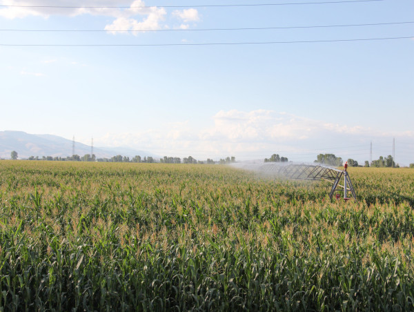  Corn prices forecast: fortune favours the brave 