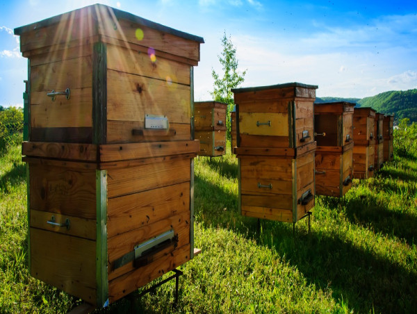  Soaring loss rates in US beekeeping threaten economic viability and food security 